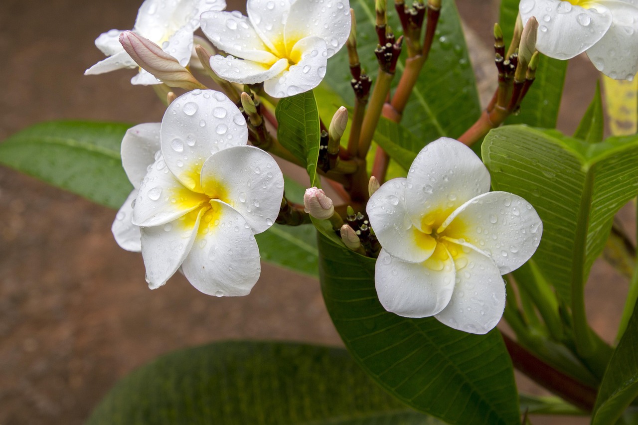 Sustainable interior materials